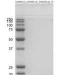 SPR-540_Alpha-Synuclein-G51D-Mutant-Monomers-Protein-SDS-Page-1.png