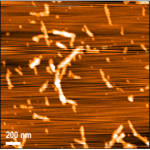 SPR-541_Alpha-Synuclein-G51D-Mutant-Pre-formed-Fibrils-Protein-AFM-1.png