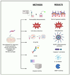Schematic overview of study methods and results. Human microvascular endothelial cells (HBMECs) were exposed to StressMarq's Tau-441 (2N4R) Wild-Type Oligomers (Baculovirus/Sf9) (catalog# SPR-497) and employed in subsequent experimentation.