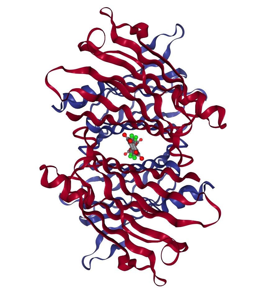 Structure of WT TTR complexed with tafamidis