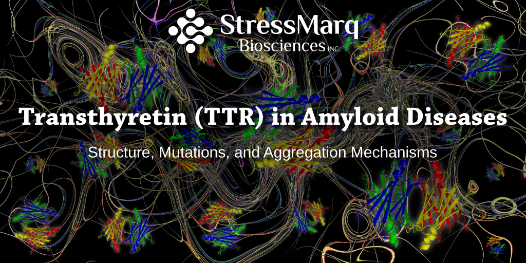 TTR in Amyloid Diseases