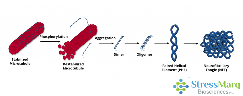 Tau dissociates from microtubules, leading to their destabilization. It then aggregates into oligomers, paired helical filaments, and ultimately neurofibrillary tangles.