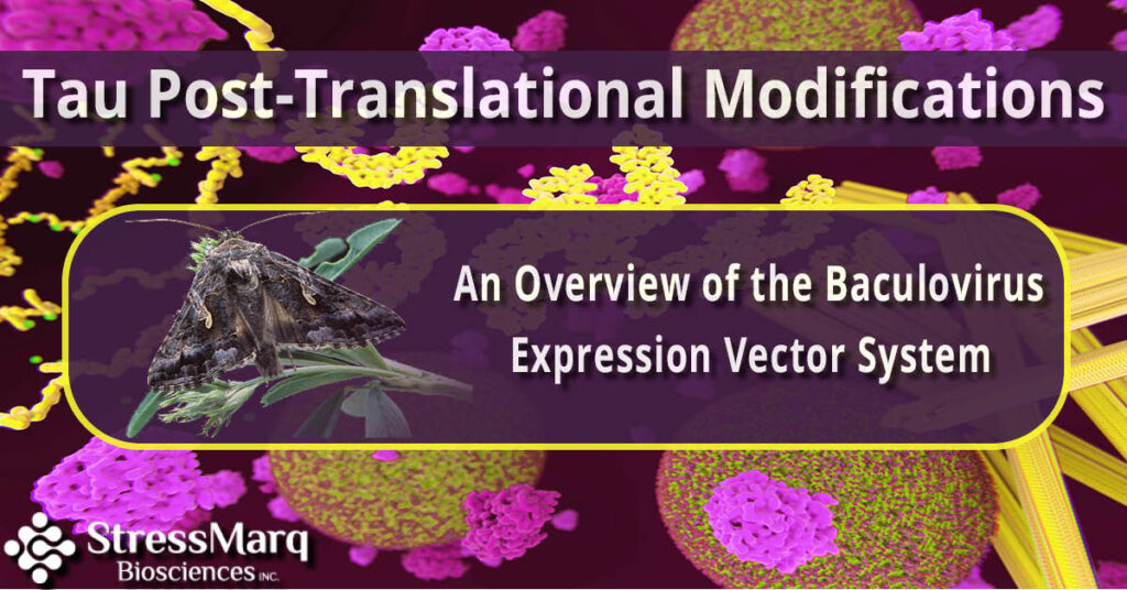 Tau PTMS_ An Overview of the Baculovirus Expression Vector System
