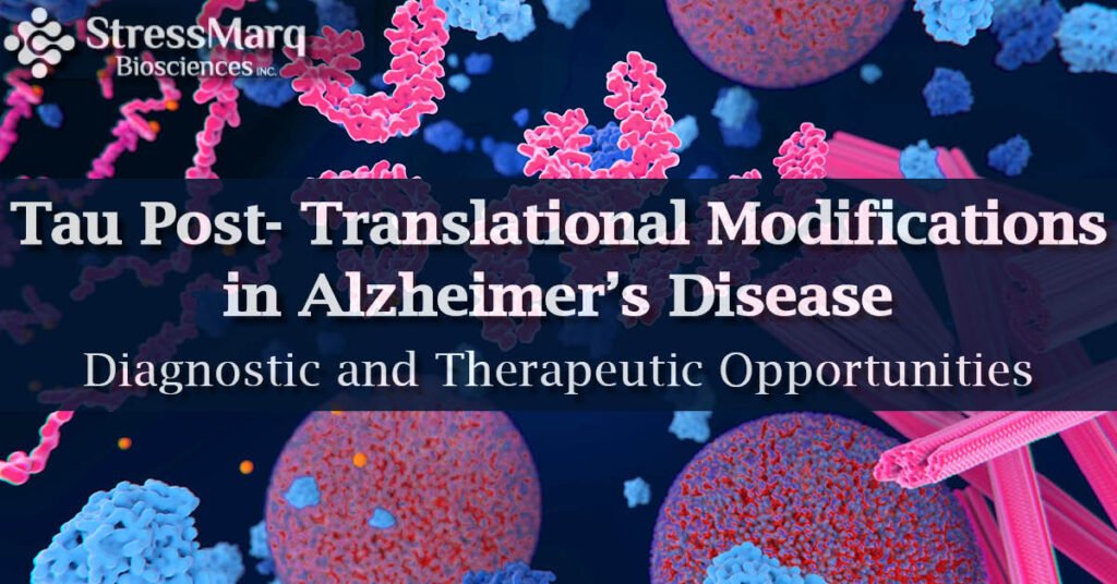 Tau Post-Translational Modifications in Alzheimer’s Disease: Diagnostic and Therapeutic Opportunities.