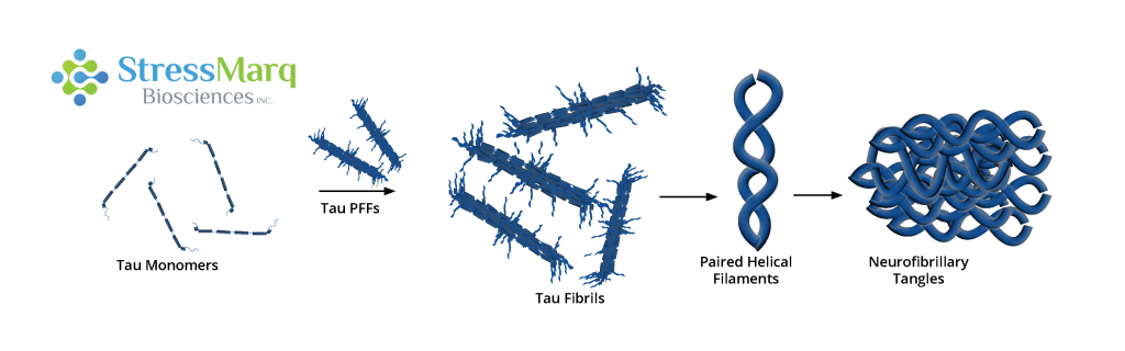 Tau PFFs can act as seeds, recruiting monomers into fibrils.