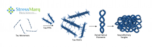 Tau PFFs can act as seeds, recruiting monomers into fibrils.