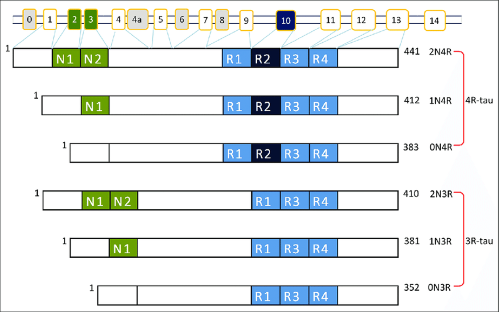 Tau Isoforms