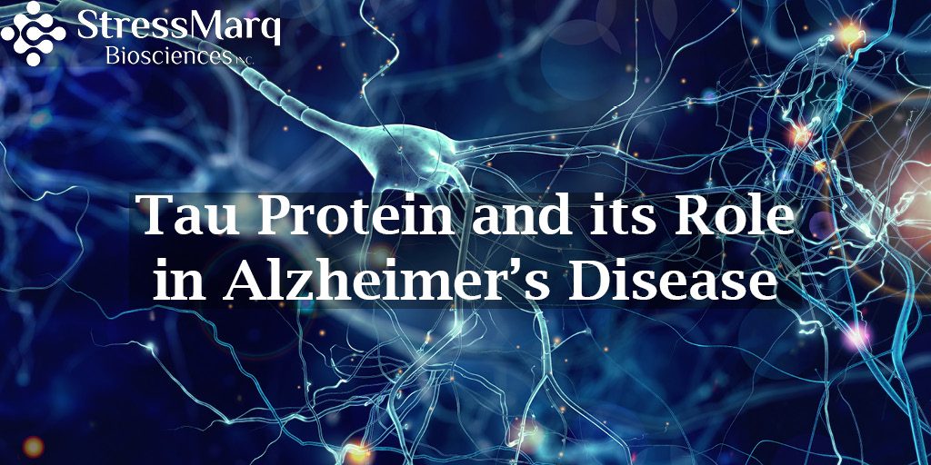 Tau Protein and its Role in Alzheimer’s Disease