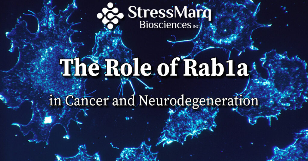 The Role of Rab1a in Cancer and Neurodegeneration