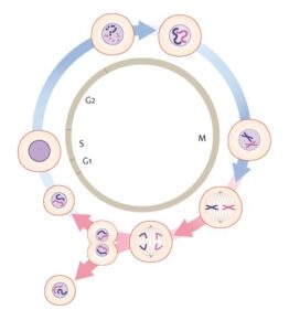 The Cell Cycle