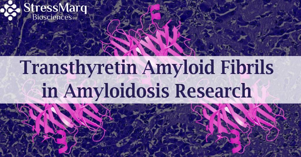 Transthyretin Amyloid Fibrils in Amyloidosis Research