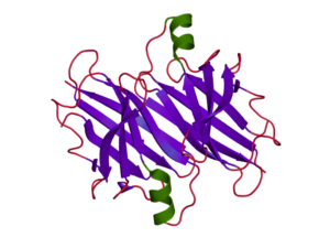 Transthyretin protein structure