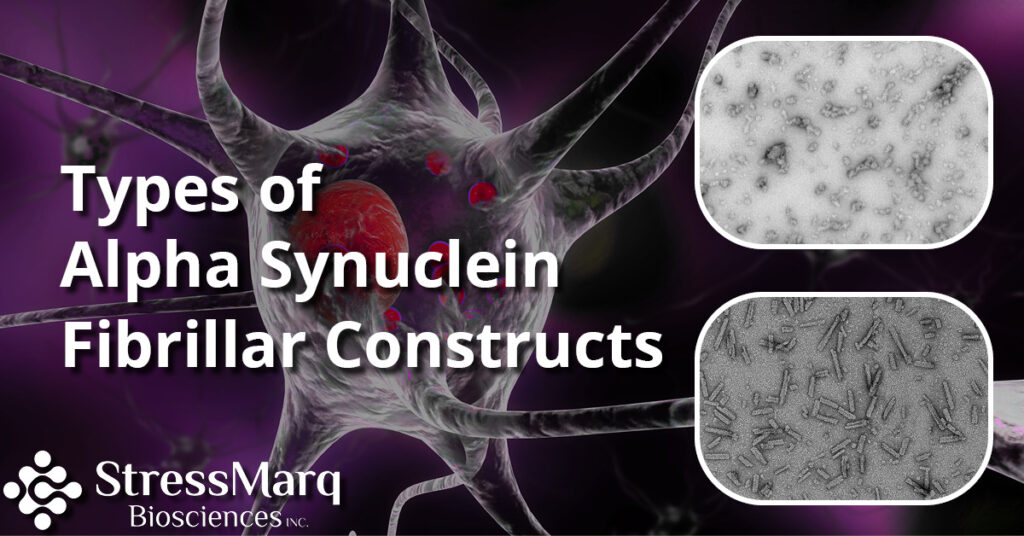 Types of Alpha Synuclein Fibrillar Constructs