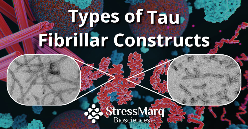 Types of Tau Fibrillar Constructs