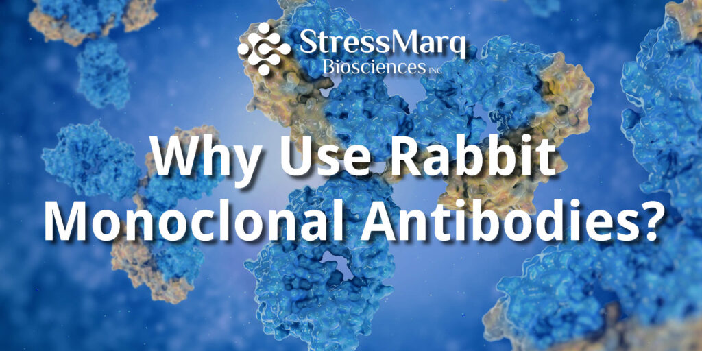 How can Rabbit Monoclonal Antibodies Benefit your Research