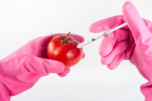Gloved hands injecting a tomato with a syringe