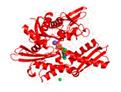 HSP70 Crystal Structure