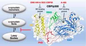 Domain-Independent Inhibition of CBP/p300 Attenuates α-Synuclein Aggregation