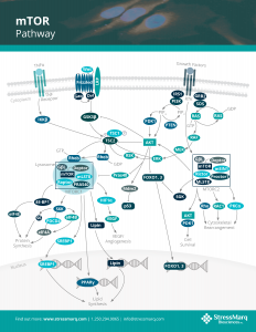 mTOR Pathway Poster