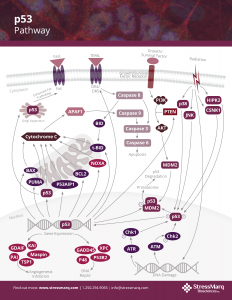 p53 Pathway Poster