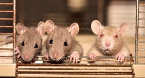 Rat disease models
